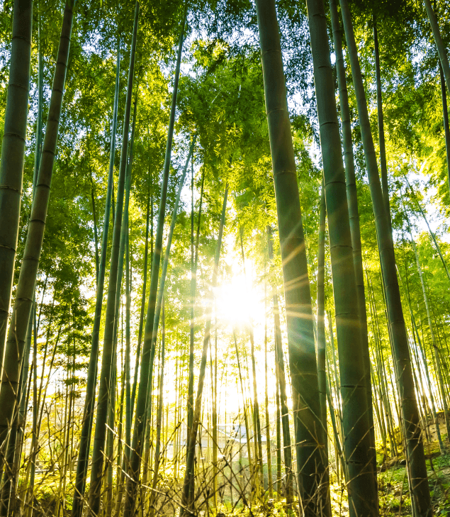 Desarrollo sostenibilidad